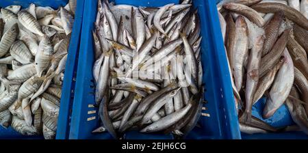 Vue à grand angle du poisson dans les caisses au marché, marché turc, Acre (Akko), Israël Banque D'Images