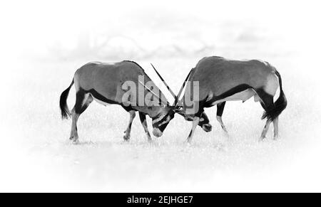 Combat acharné entre deux antilopes mâles Oryx. Noir et blanc, traitement artistique, poussière et fond sombre. Banque D'Images