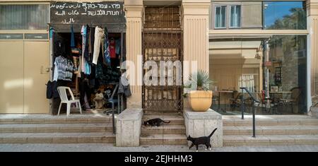 Chats sur les marches d'un magasin de vêtements, centre-ville de Haïfa, Haïfa, Israël Banque D'Images