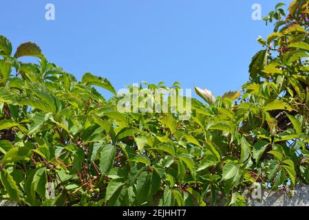 Belles feuilles vertes et branches de parthenocissus avec des fruits, des raisins sur un ciel bleu. Banque D'Images