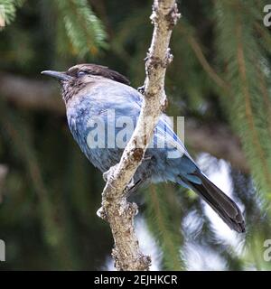 Steler's Jay (Cyanocitta stelleri) dans une zone de repos au large de la route Coquihalla, vallée du Fraser, Colombie-Britannique, Canada Banque D'Images