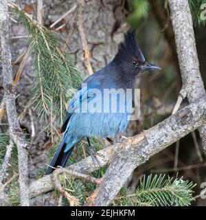 Steler's Jay (Cyanocitta stelleri) dans une zone de repos au large de la route Coquihalla, vallée du Fraser, Colombie-Britannique, Canada Banque D'Images