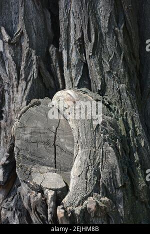 Le tronc d'un vieil acacia au soleil avec une écorce grise, une structure très originale et des formes sinueuses. Banque D'Images