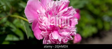 Pivoine géoréférente dans une pleine fleur.pivoine de jardin. Bourgeon de pivoine rose dans la verdure. Jardinage concept.beautiful doux rose-blanc terreux fleur de pivoine fleurir dedans Banque D'Images
