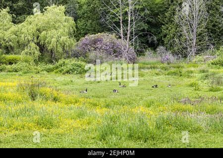 Oies et fleurs dans le parc Stanley; Vancouver; Colombie-Britannique; Canada Banque D'Images