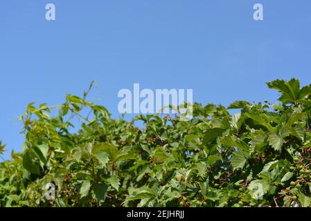 Belles feuilles vertes et branches de parthenocissus avec des fruits, des raisins sur un ciel bleu. Banque D'Images