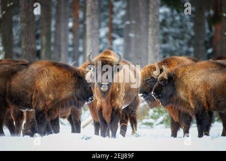 Bison européen, Bison bonasus. Troupeau de bisons debout les uns avec les autres des têtes dans la neige de la forêt hivernale verglaçante. La famille des bisons dans sa forêt envi Banque D'Images