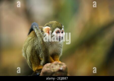 Petit singe vert olive vierge, coloré, isolé sur fond vert flou. Gros plan, vue directe. Singe écureuil commun, saimiri s. Banque D'Images