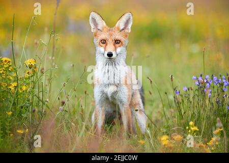 Thème du printemps. Portrait d'un cub Red Fox sur un pré à fleurs des hautes terres. Renard parmi les fleurs bleues et jaunes. Vue directe, photo en petit angle de joli rouge Banque D'Images