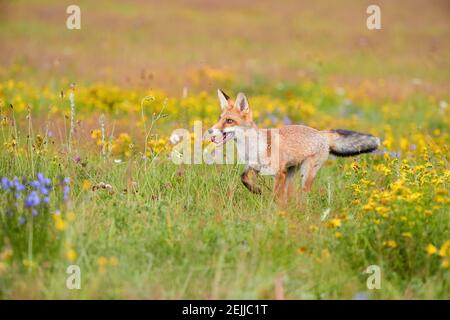 Thème du printemps. Red Fox cub jouant sur un pré en fleur. Renard parmi les fleurs bleues et jaunes. Photo basse angle de joli Red Fox cub, Vulpes v Banque D'Images