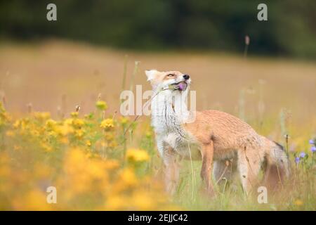 Thème du printemps. Red Fox cub jouant sur un pré en fleur. Renard parmi les fleurs bleues et jaunes. Photo basse angle de joli Red Fox cub, Vulpes v Banque D'Images