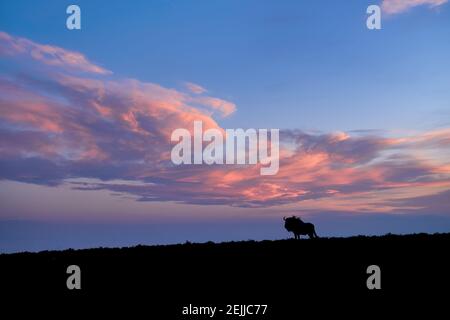 Silhouette de la plus sauvage bleue isolée, Connochaetes taurinus à l'horizon contre le ciel bleu du coucher du soleil avec des nuages orange iluminés. Ambiance paisible Banque D'Images