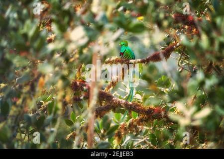 Bel oiseau. Le Quetzal resplendent dans son environnement naturel. Pharomachrus mocinno, oiseau tropical irisé à queue longue, assis dans un arbre d'avocat. Banque D'Images