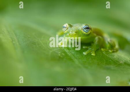Grenouille de verre fantôme (Sachatamia ilex) ou Grenouille de verre géant de Limon, yeux fascinants avec lignes noires, blanches et bleues, peau verte, forêt tropicale Banque D'Images