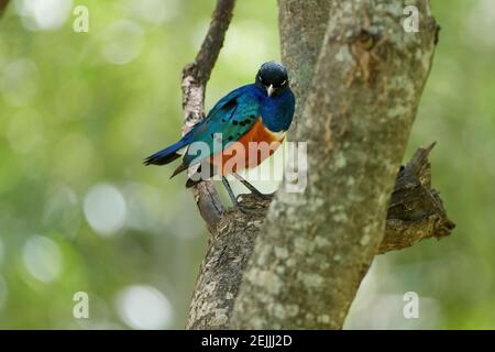 Superbe étoile, Lamprotornis superbus, oiseau bleu et orange vif, debout sur un arbre sur fond de forêt verte floue. Observation des oiseaux dans UN Banque D'Images