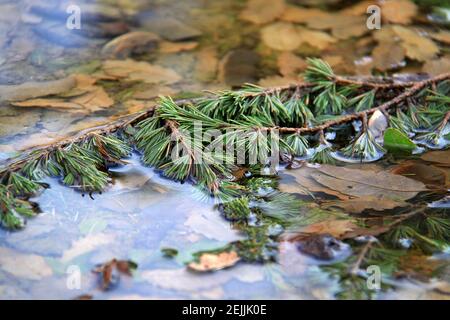 Une branche de pin tombée dans une flaque d'eau. Banque D'Images