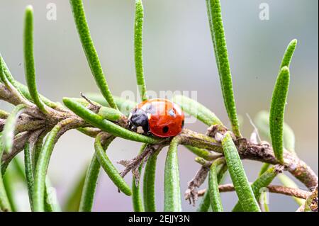 Sept coccinelles tachetées émergeant de l'hibernation et se reposant sur le romarin feuilles Banque D'Images