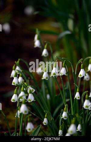 Gymlet Galanthus plicatus,chute de neige hybride viriscent,inscriptions vertes,virescent,Snowdrop,chutes de neige,printemps,fleur,fleurs,RM Floral Banque D'Images