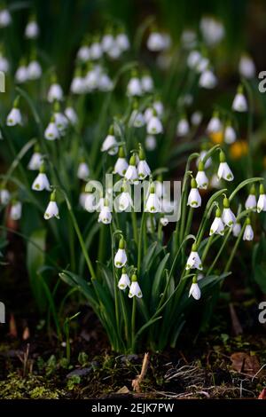 Gymlet Galanthus plicatus,chute de neige hybride viriscent,inscriptions vertes,virescent,Snowdrop,chutes de neige,printemps,fleur,fleurs,RM Floral Banque D'Images