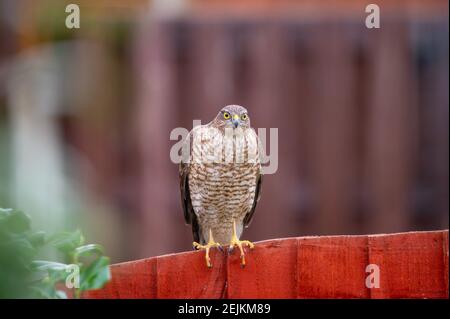 Femme Sparrowhawk dans un jardin de houehold Banque D'Images