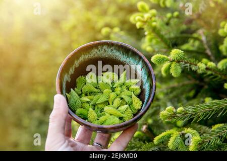 Épinette cueillies Picea pointes fraîches au printemps à l'extérieur de l'épinette en croissance. Ingrédients alimentaires et de fines herbes. Banque D'Images