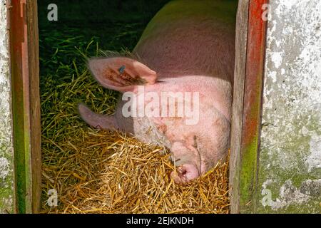 Cultra, Irlande du Nord. 3 mai 2016. Dormant cochon au Musée folklorique et de transport d'Ulster à Cultra, en Irlande du Nord. Banque D'Images