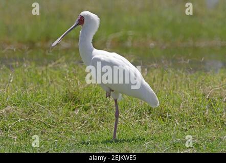 Spaton africain (Platalea alba) Adulte debout sur une jambe Lake Nakuru Octobre Banque D'Images
