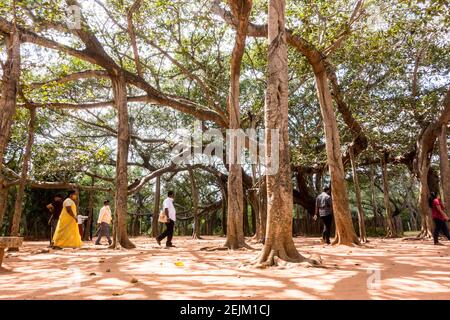 Personnes se reposant sous un immense arbre Banyan / Ficus benghalensis à Auroville, Pondichéry, Tamil Nadu, Inde Banque D'Images