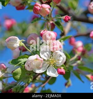 Arbre de pomme en fleur, malus, au printemps en gros plan Banque D'Images