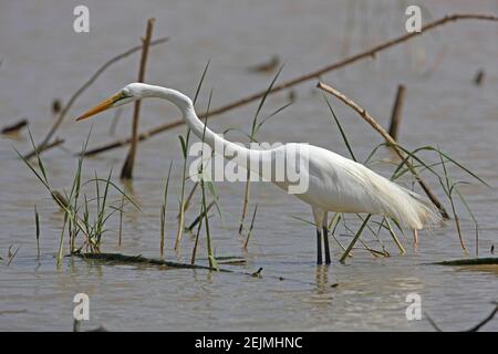 Grand Egret blanc (Ardea alba melanorhynchos) adulte dans la pêche de plumage de reproduction dans le lac Baringo, Kenya Novembre Banque D'Images