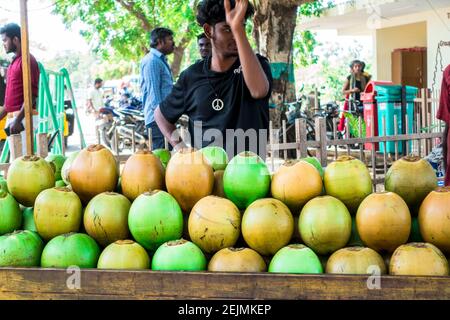 Vendeur de boissons de noix de coco à Mahabalipuram, Tamil Nadu. Inde Banque D'Images