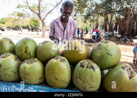 Vendeur de boissons de noix de coco à Mahabalipuram, Tamil Nadu. Inde Banque D'Images