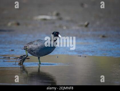 American Crat (Fulica americana) Malibu Lagoon SB, Malibu, CA. Banque D'Images