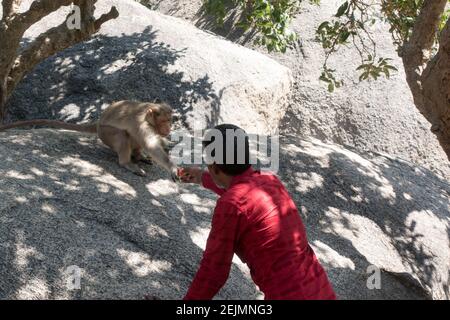 Homme offrant un morceau de fruit à un Rhesus macaques ou singe à Mahabalipuram, Tamil Nadu, Inde Banque D'Images