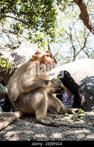 Rhésus macaques ou singe mangeant un fruit à Mahabalipuram, Tamil Nadu, Inde Banque D'Images