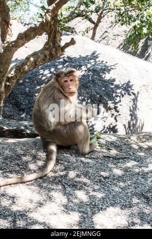 Rhésus macaques ou Monkeys à Mahabalipuram, Tamil Nadu, Inde Banque D'Images