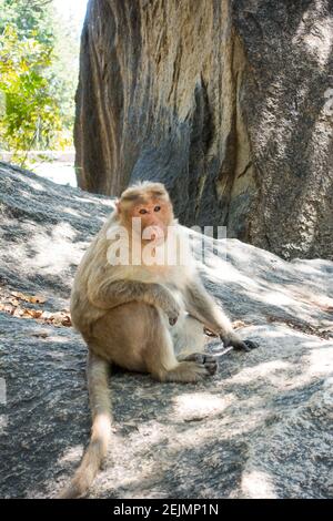 Rhésus macaques ou Monkeys à Mahabalipuram, Tamil Nadu, Inde Banque D'Images