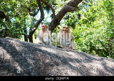 Rhésus macaques ou Monkeys à Mahabalipuram, Tamil Nadu, Inde Banque D'Images