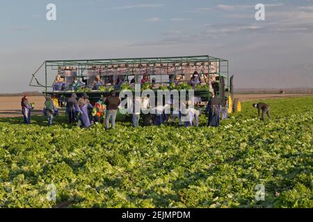 Laitue verte biologique 'Lactuca sativa', ouvriers agricoles hispaniques récolte, récolte d'emballage, petit matin léger. Banque D'Images