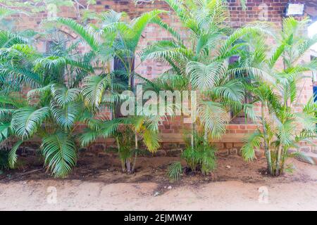 Dypsis lutescens / Areca Palm / Golden Palm plants dans une rangée Banque D'Images