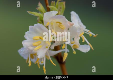 Macro shot of purpus honeysuckle (lonicera x purpusii) flowers Banque D'Images