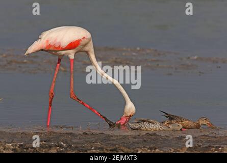 Le Grand Flamingo (Phoenicopterus roseus), le Cap Teal (Anas capensis) et le Grand Shoveler (A. clypeata) se nourrissant dans le lac Naivasha, au Kenya Banque D'Images