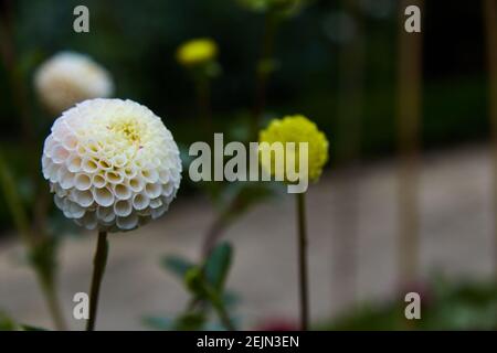 Gros plan de dahlia semblable à une balle de golf blanche. Mise au point sélective. Banque D'Images