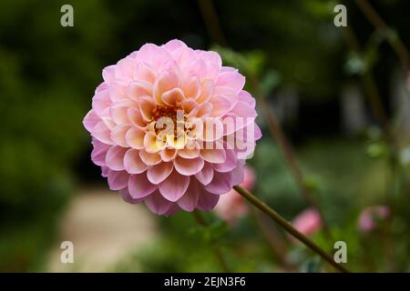 Gros plan de dahlia semblable à une balle de golf rose pâle avec noyau jaune. Mise au point sélective. Banque D'Images