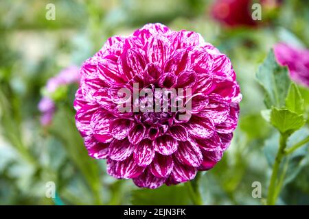 Gros plan de dahlia semblable à une balle de golf avec des pétales mauve tachetés avec de multiples taches blanches. Mise au point sélective. Banque D'Images