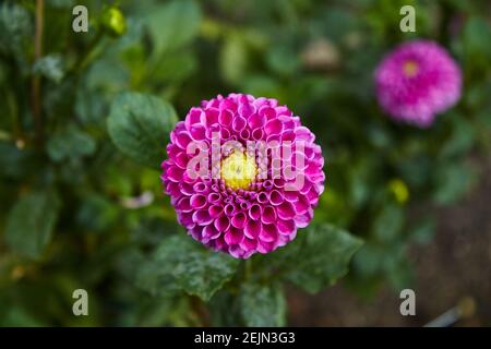 Gros plan de dahlia semblable à une balle de golf rose intense avec noyau jaune. Mise au point sélective. Banque D'Images