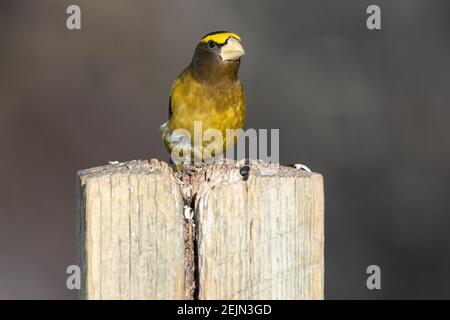 Adulte mâle grosbeak de soirée (Coccothraustes vesperpertinent) perché sur un poste de clôture Calgary, The Weaselhead, Alberta, Canada Banque D'Images