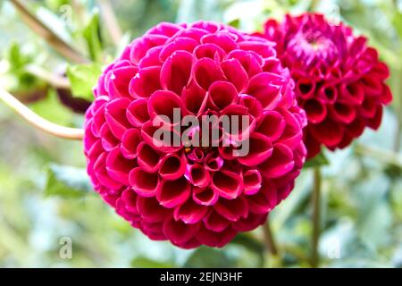 Gros plan de dahlia semblable à une balle de golf rose intense. Mise au point sélective. Banque D'Images