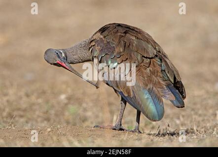 Hadada Ibis (Bostrychia hagedash) debout sur l'herbe sèche préenant le lac Awassa, Ethiopie Avril Banque D'Images