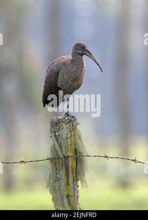 Hadada Ibis (Bostrychia hagedash brevirostris) Immature debout sur un poste de clôture Kenya Octobre Banque D'Images